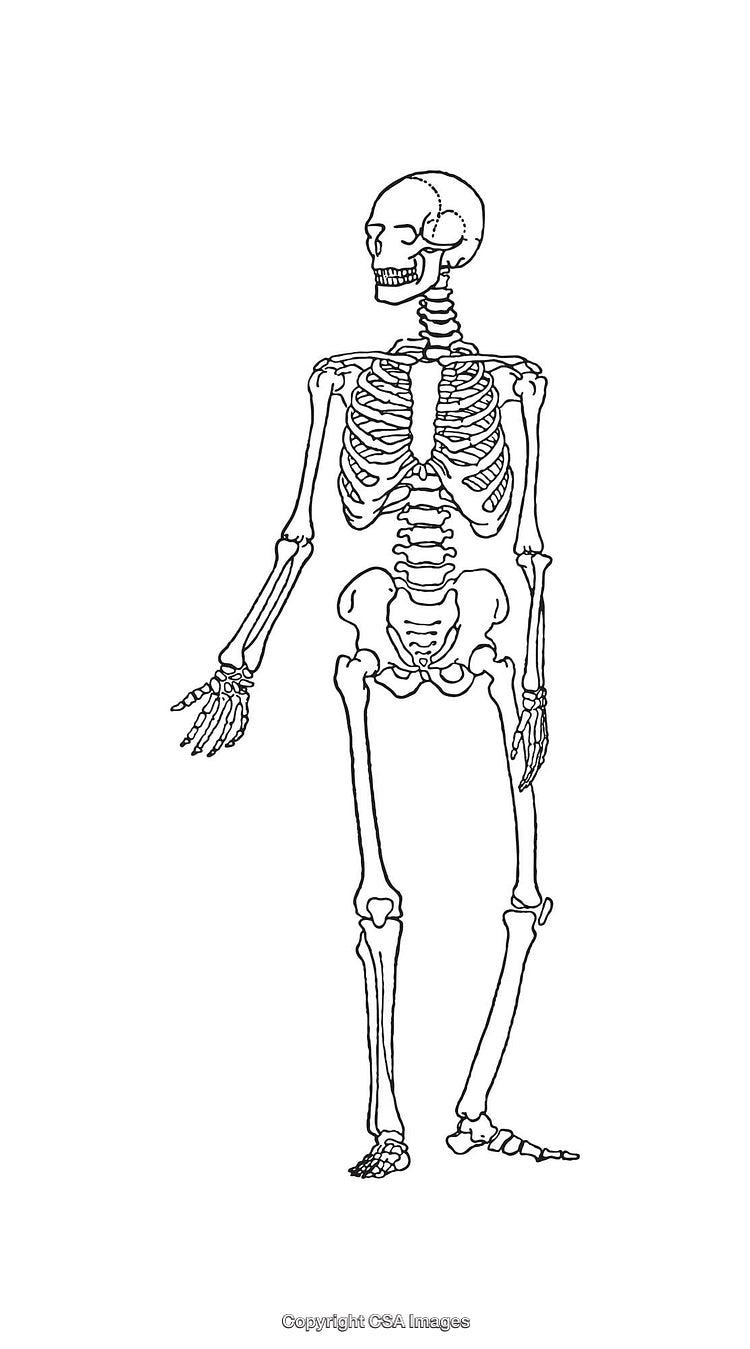 Detailed Black And White Line Art Illustration of a Human Skeleton