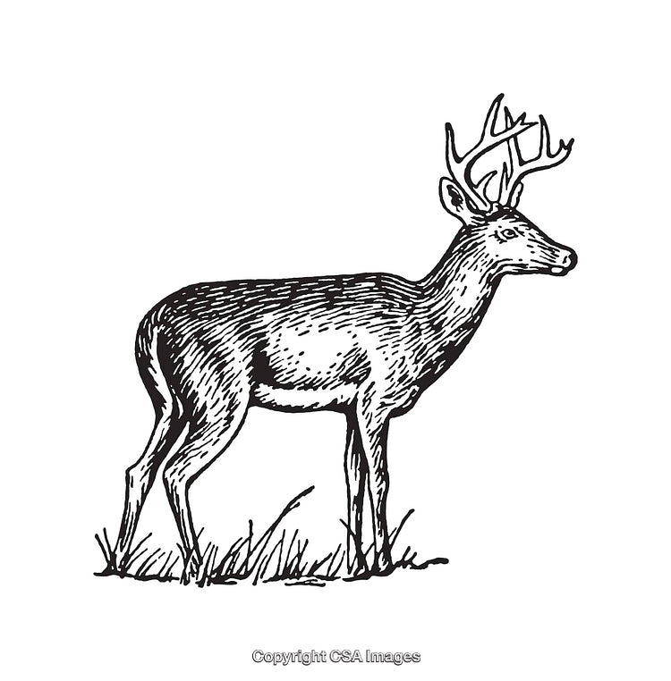 Elegant Line Art Illustration of a Deer Standing in Nature