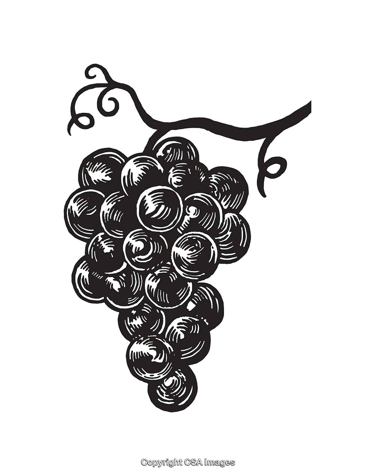 Black and White Line Art of a Grape Cluster with Vine