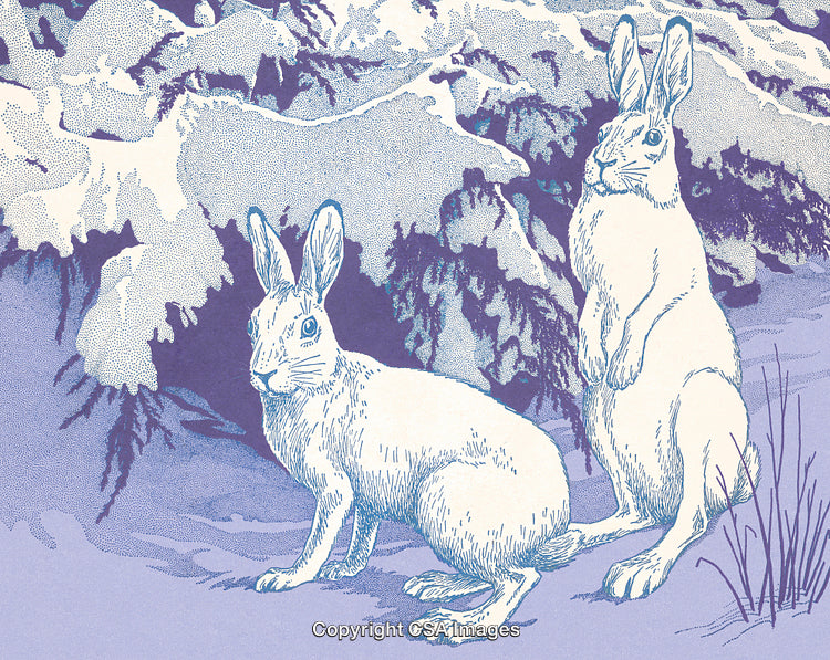 Illustration of Two Snow Hares in a Winter Forest