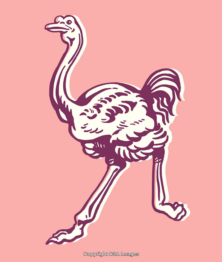 Stylized Line Art Illustration of Ostrich on Soft Pink Background
