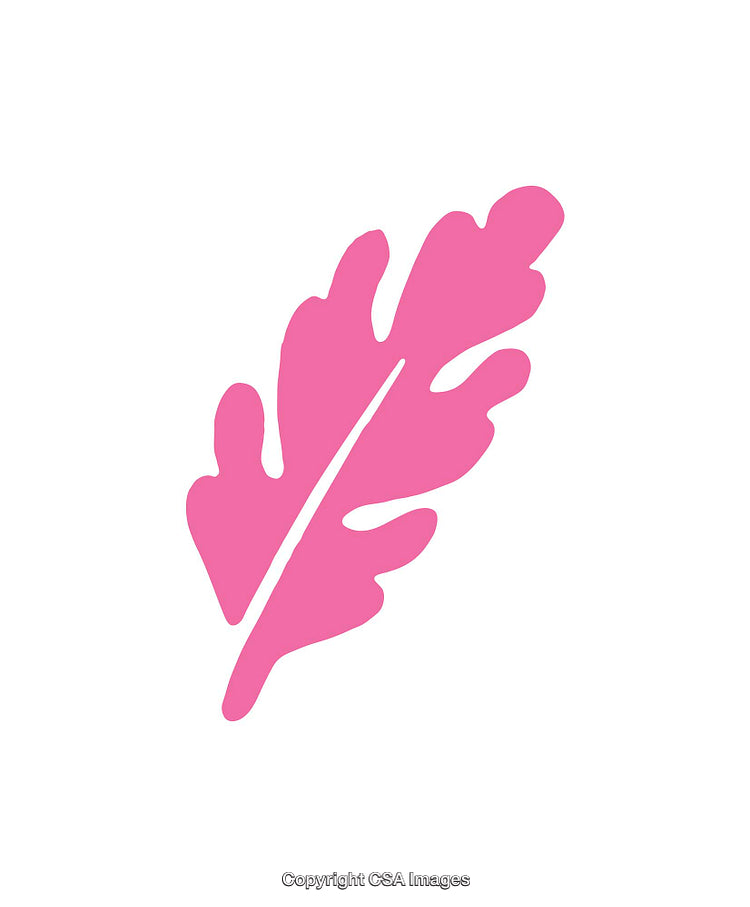 Pink Silhouette of Oak Leaf on White Background