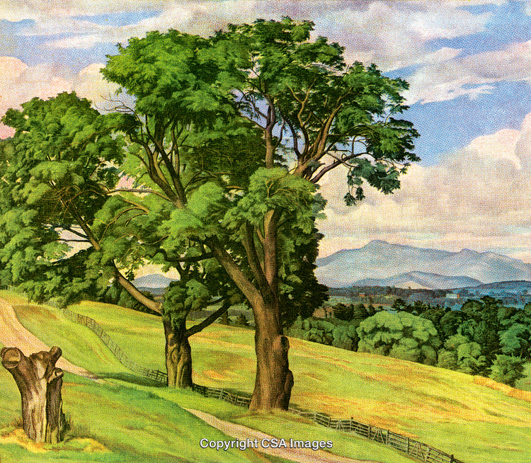 Tranquil Landscape with Green Trees and Mountain Views in the Background