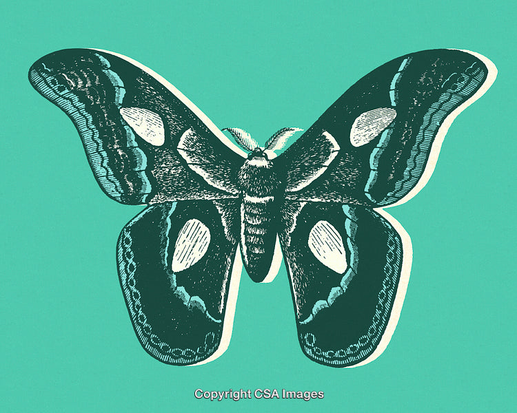 Detailed Illustration of a Moth with Green Background