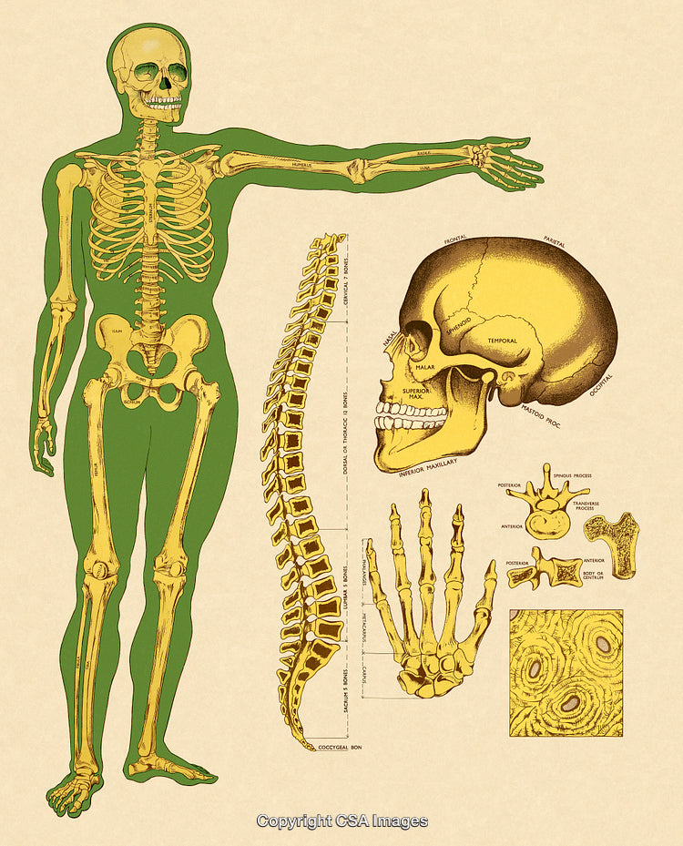Detailed Human Skeletal System Diagram with Anatomical Labels and Illustrations