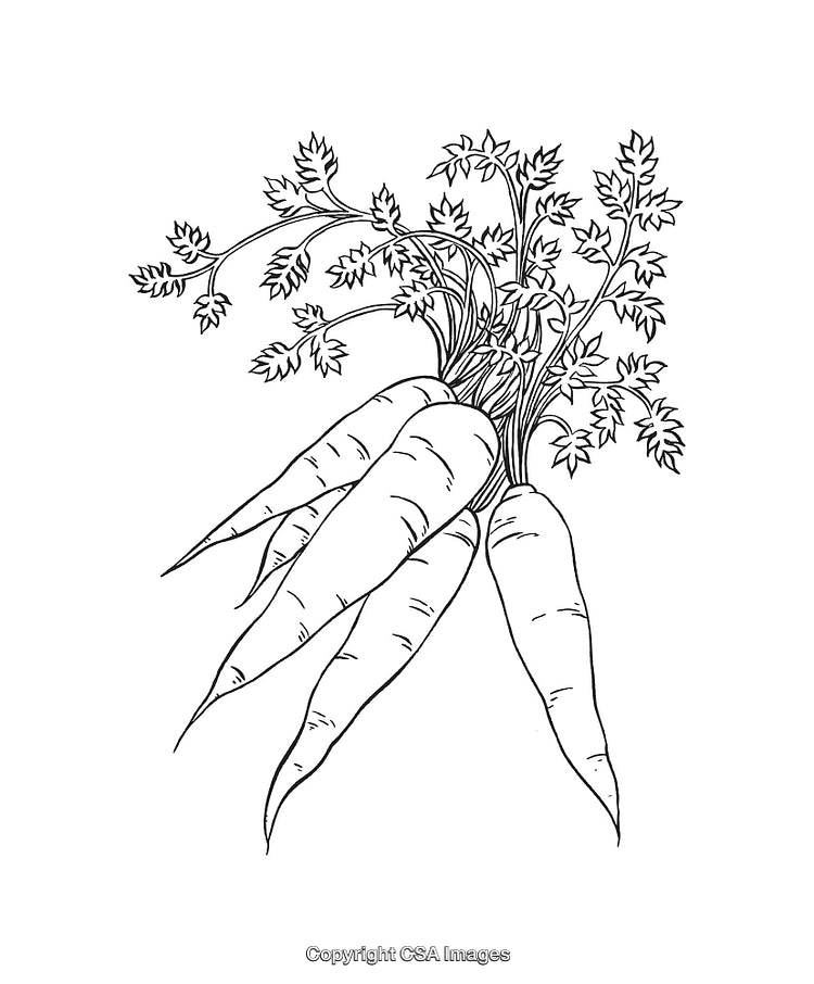 Black and White Line Art Illustration of Carrots with Leaves