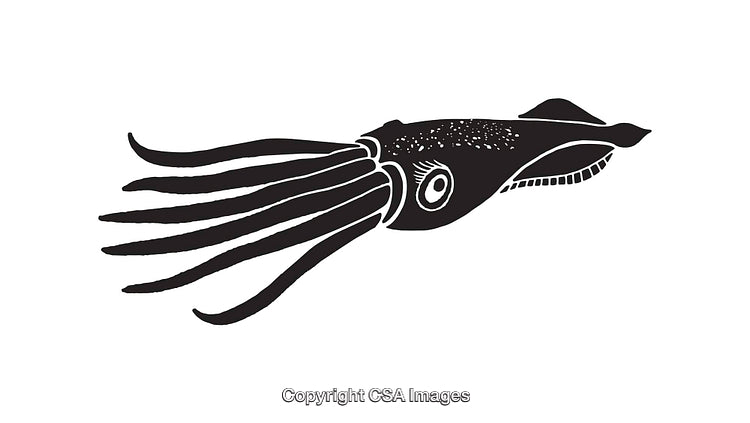 Black and White Line Art Illustration of a Squid Silhouette