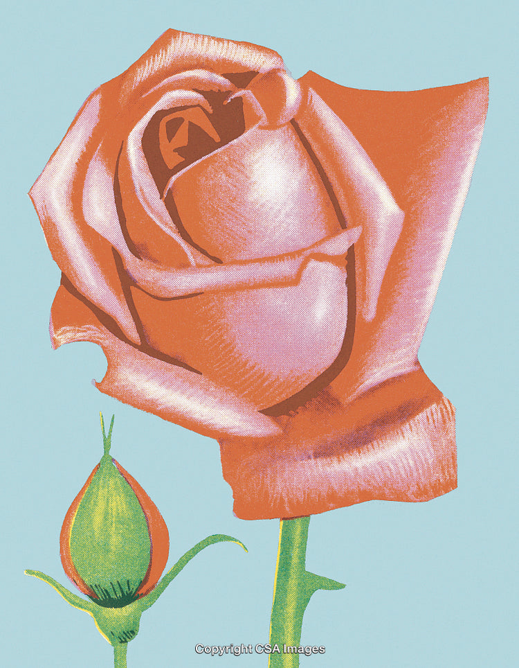 Pink Rose