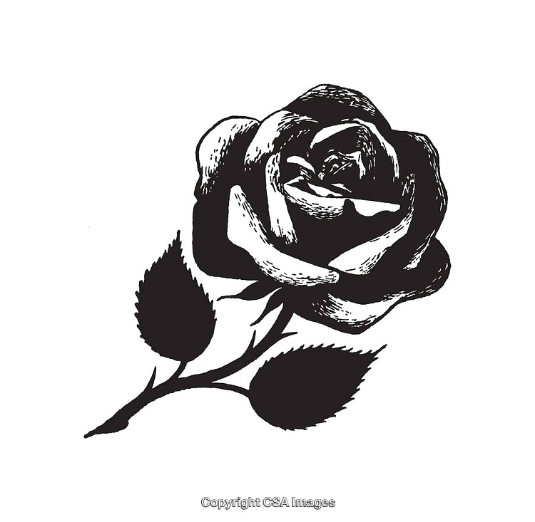 Black and White Line Art Illustration of a Delicate Rose Flower