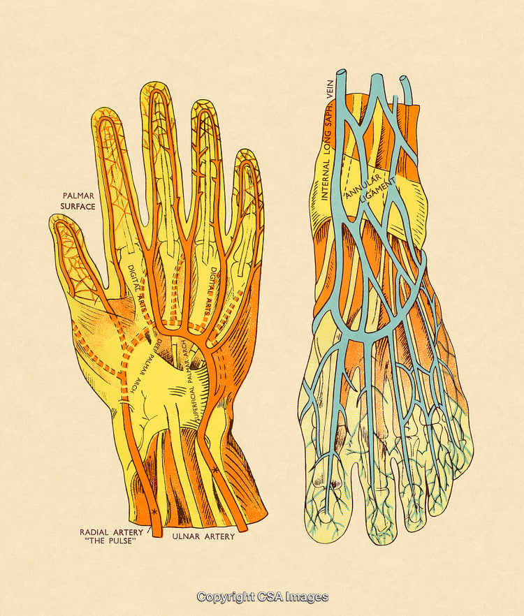 Detailed Illustration of Hand and Foot Circulatory Systems and Anatomy