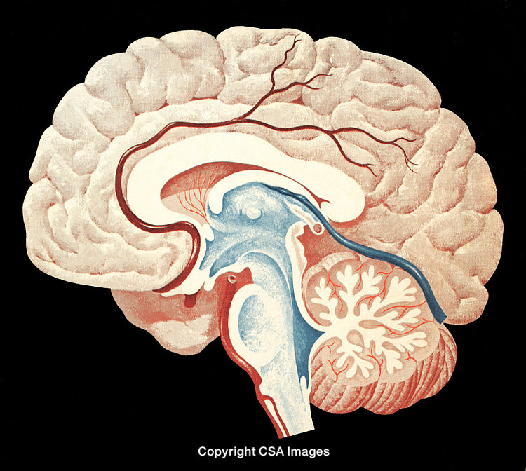 Detailed Anatomical Cutaway Illustration of the Human Brain Structure