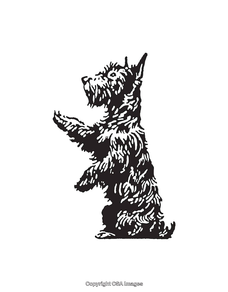 Black and White Line Art of a Standing Terrier Dog