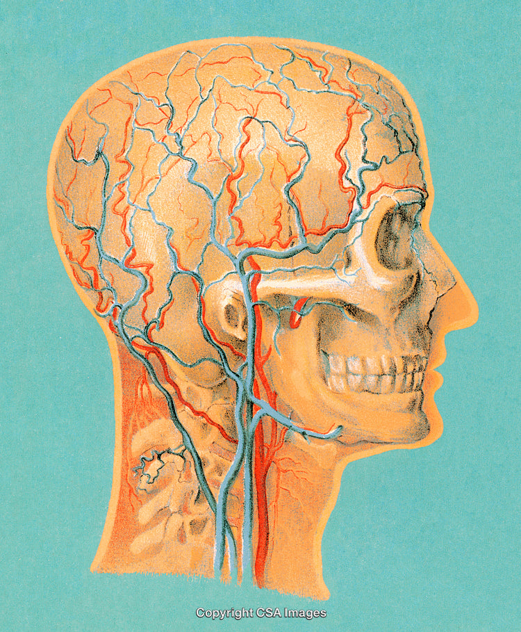Detailed Illustration of Human Circulatory System in the Brain and Head