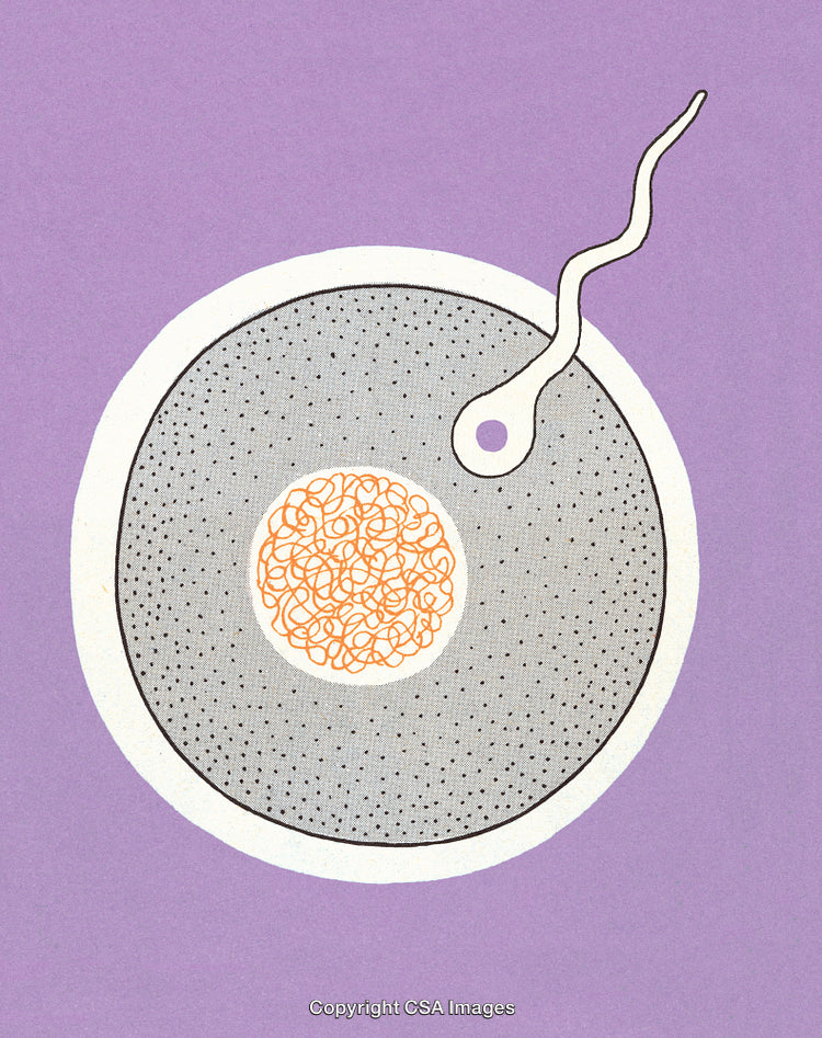 Illustration of Sperm and Egg Depicting Fertilization on Purple Background
