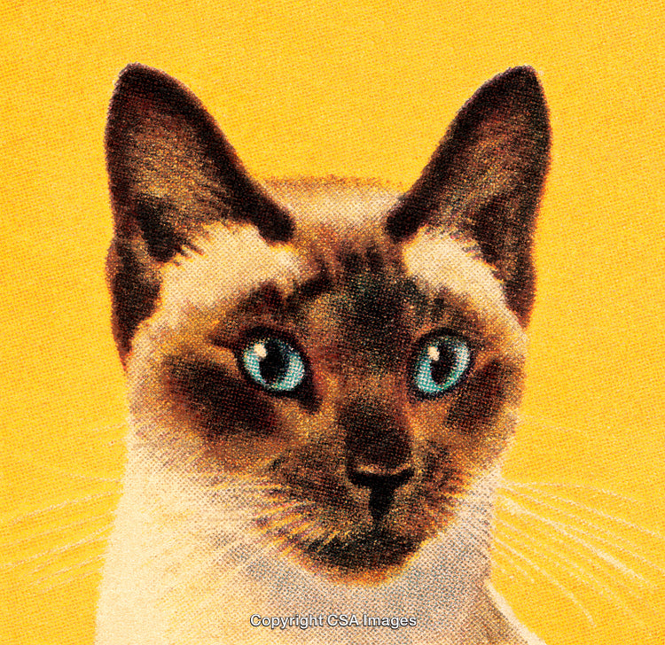 Close-Up of a Siamese Cat with Bright Blue Eyes on Yellow Background