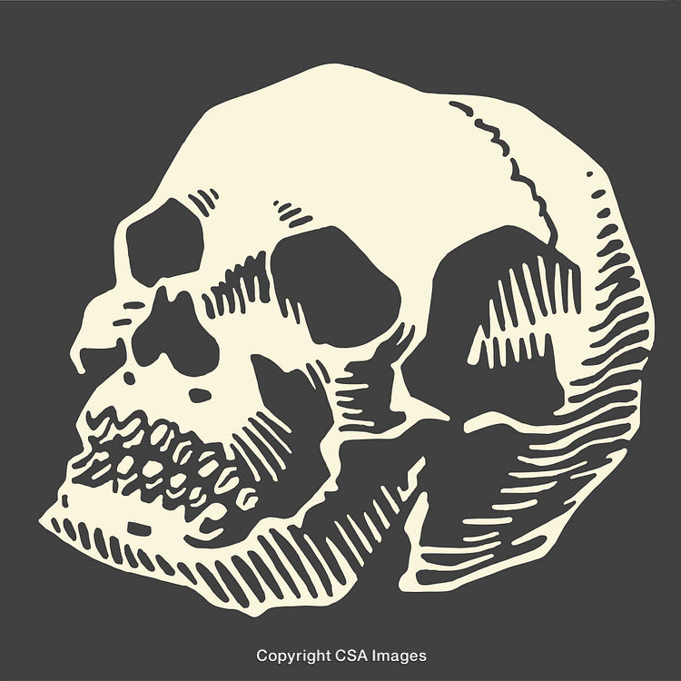 Grayscale Illustration of a Human Skull in Line Art Style