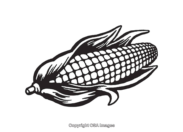 Black and White Line Art Illustration of an Ear of Corn
