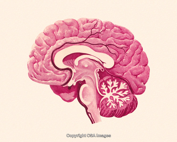 Detailed Medical Illustration of the Human Brain Anatomy