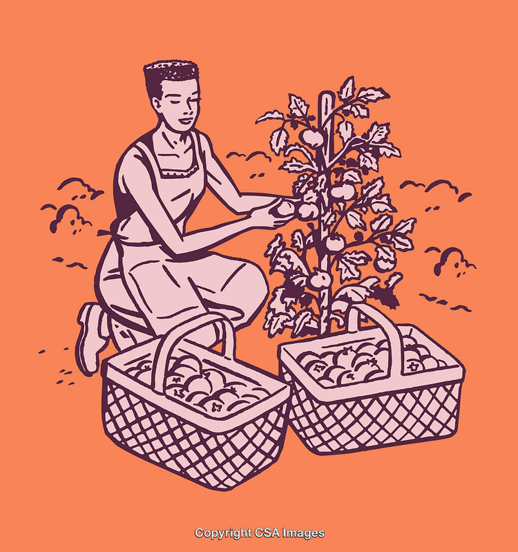 Person Harvesting Tomatoes with Baskets in a Garden Setting