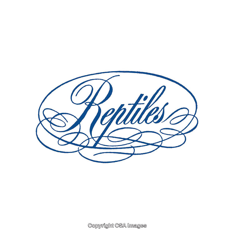 Elegant Blue Script Typography Featuring the Word 'Reptiles' in Ornate Style