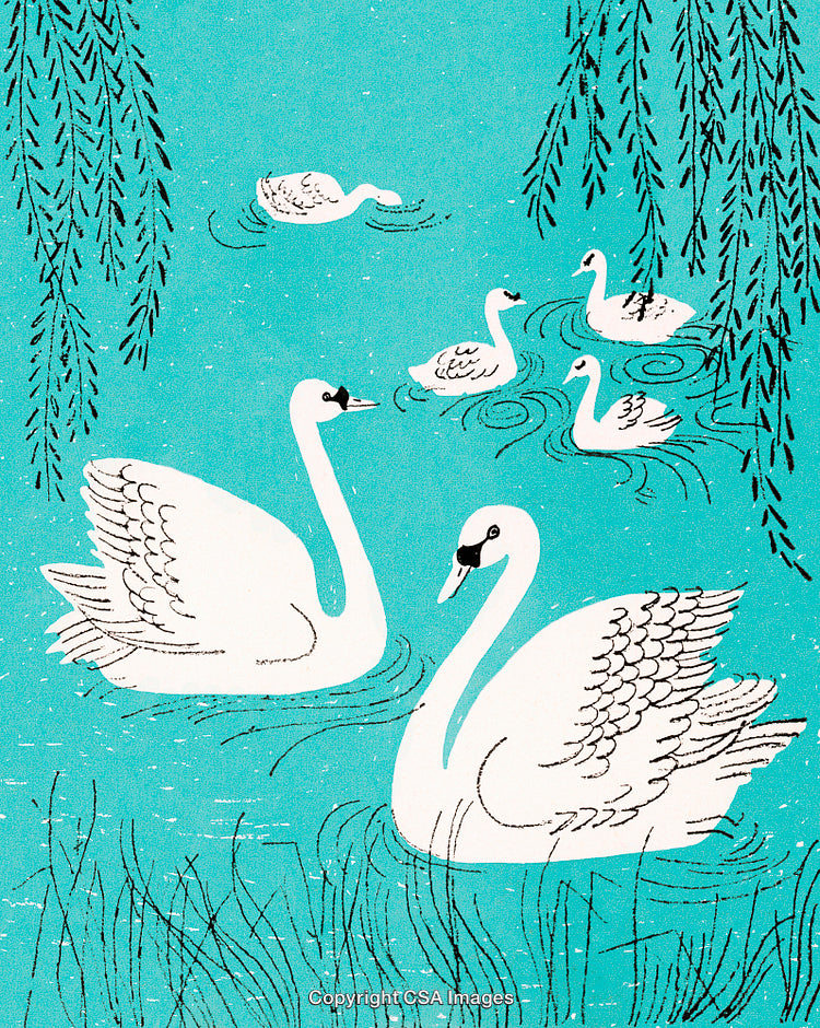 Elegant Swans Gliding Gracefully on a Tranquil Pond Amid Lush Surroundings
