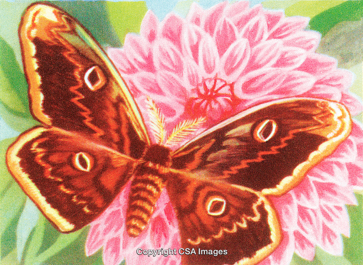 Vibrant Moth Resting on Colorful Pink Flower in Nature Scene