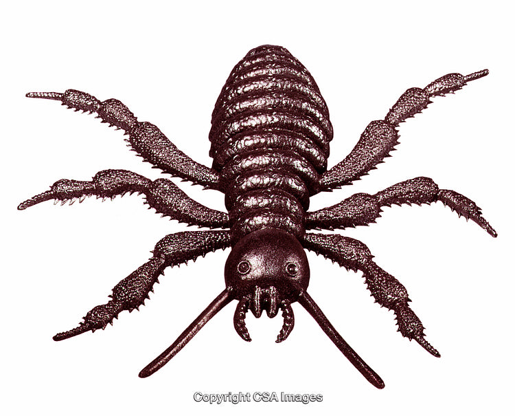 Close-Up View of a Plastic Spider Toy on White Background