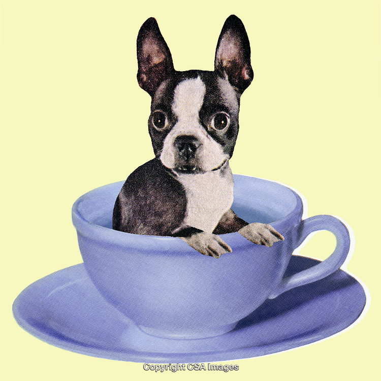 Adorable Small Dog Sitting in a Teacup on Yellow Background