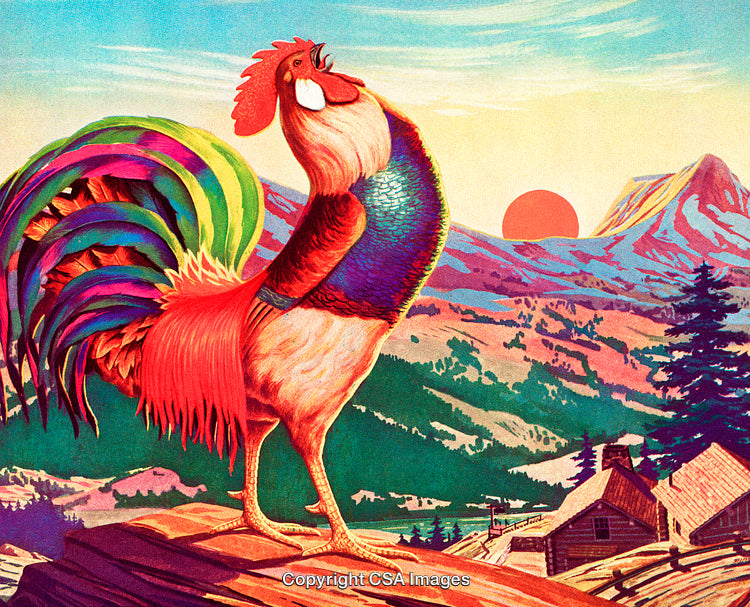 Vibrant Rooster Crowing at Sunrise in Scenic Countryside Landscape