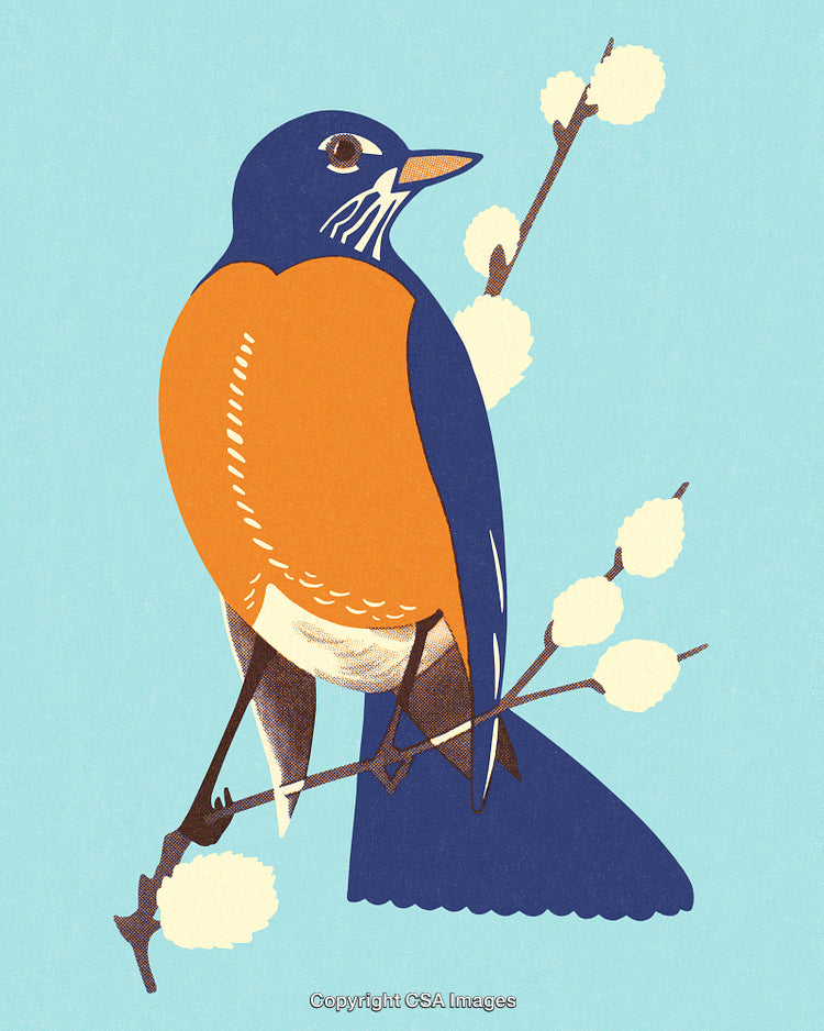 Beautiful Illustration of a Colorful Robin Bird on a Branch with Blue Background