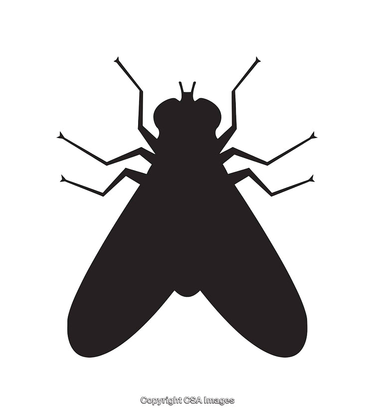 Black Silhouette of a Housefly Icon on White Background