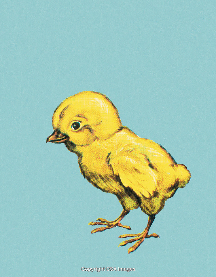 Adorable Yellow Chick Illustrated on a Light Blue Background