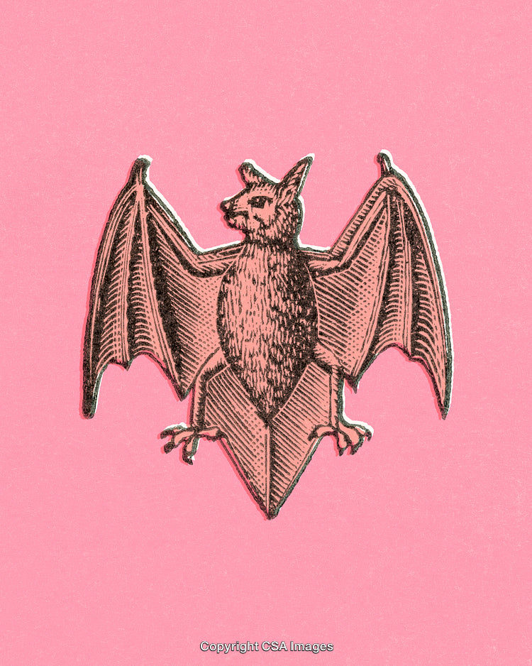 Vintage Bat Illustration on Vibrant Pink Background