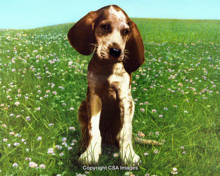 Adorable Puppy Sitting on a Blooming Flower Field Under Clear Blue Sky