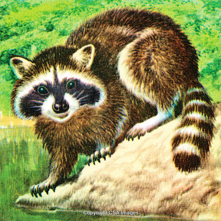 Illustration of a Raccoon Standing on a Rock by a Forest River