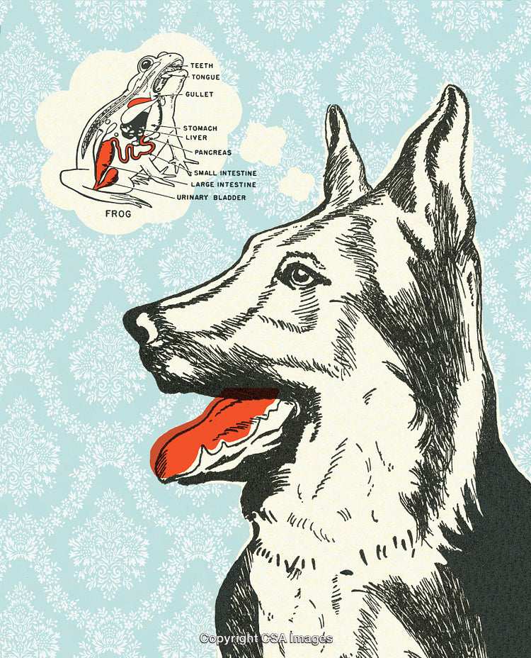 Illustration of a Dog and Frog Anatomy Against Retro Styled Background
