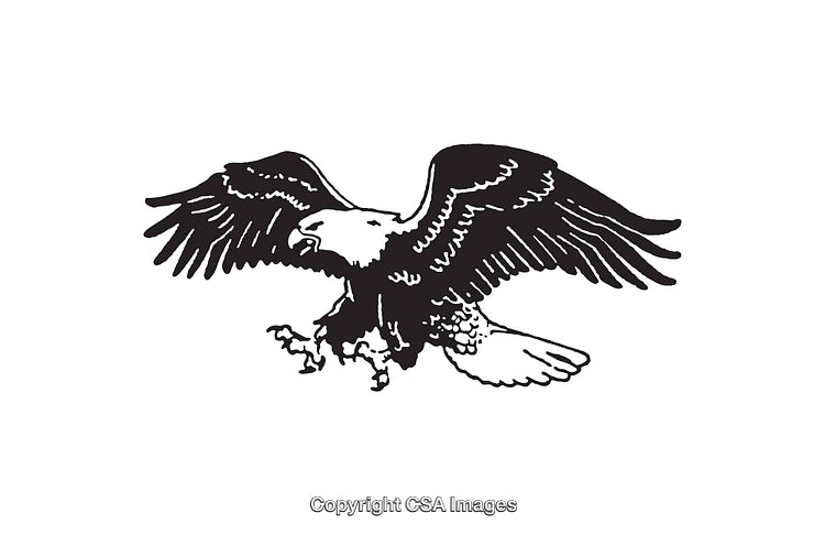 Detailed Line Art Illustration of a Flying Bald Eagle in Black and White