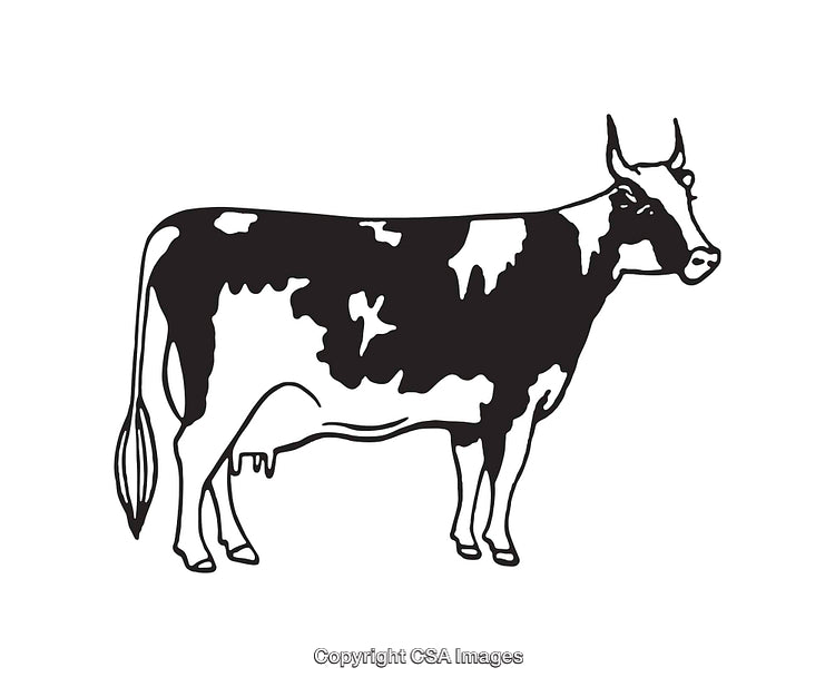 Black and White Illustration of a Dairy Cow in Side Profile View