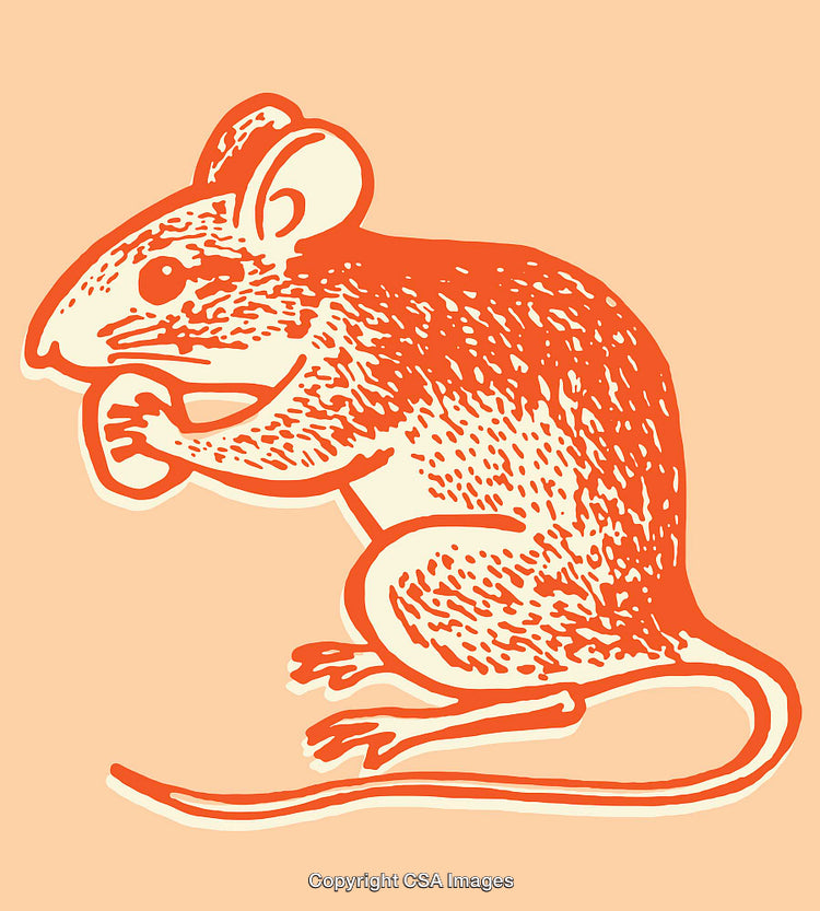 Color Line Art Illustration of a Mouse on a Solid Background