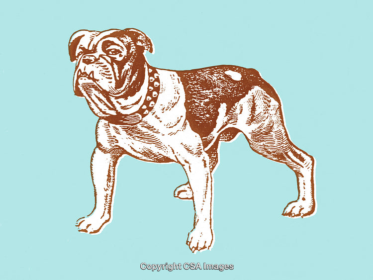 Vintage Illustration of Bulldog with Collar on Blue Background