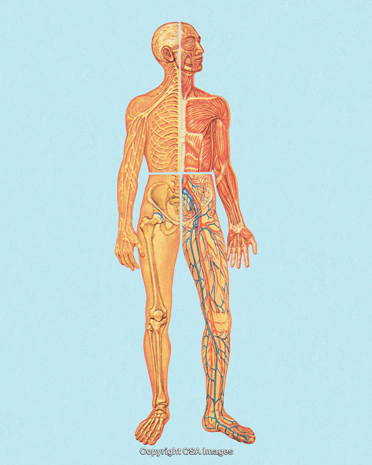 Anatomical Diagram Illustrating Human Body Systems and Structures in Detail