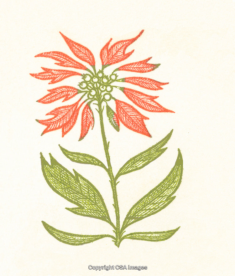 Vintage Botanical Illustration of a Red and Green Flower With Detailed Leaves