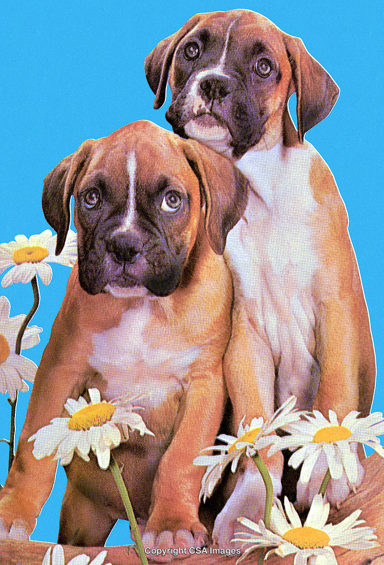 Playful Boxer Puppies Sitting Among Daisies Against Blue Background