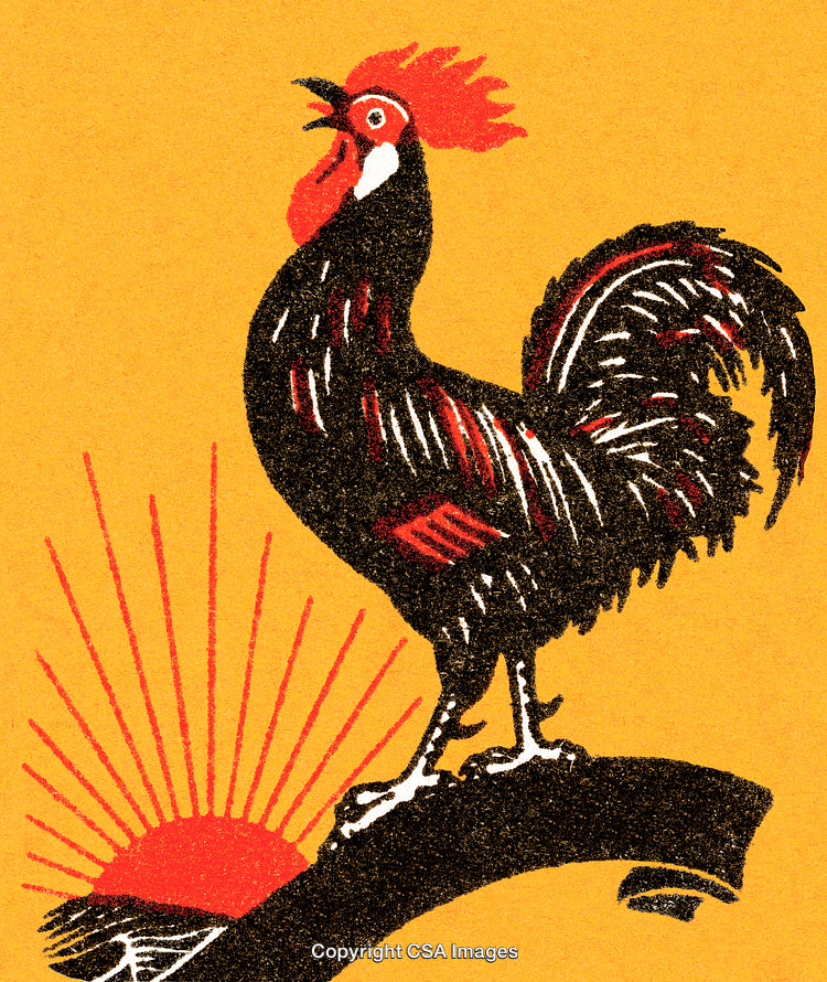 Rooster Crowing at Sunrise with Vibrant Orange Background Illustration