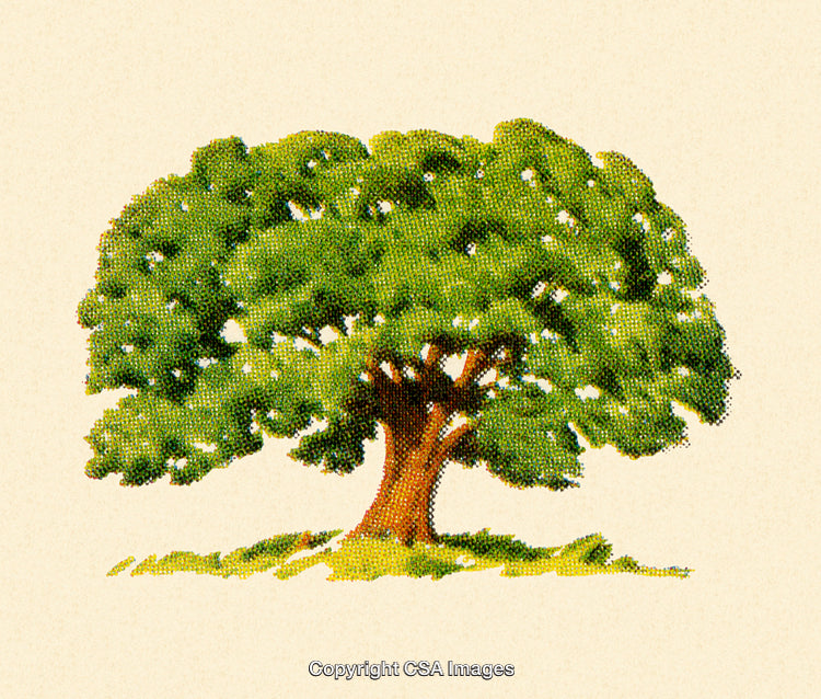 Lush Vibrant Tree Illustration Isolated on Textured Background