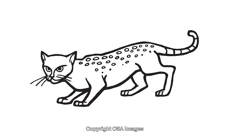 Black and White Line Art Illustration of a Spotted Wild Cat