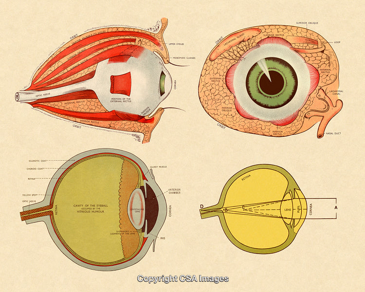 Detailed Vintage Anatomical Illustration of the Eye's Structure and Components