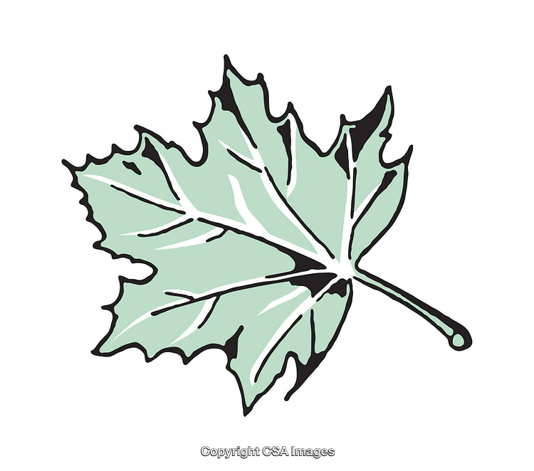 Stylized Illustration of a Maple Leaf with Vibrant Green Color