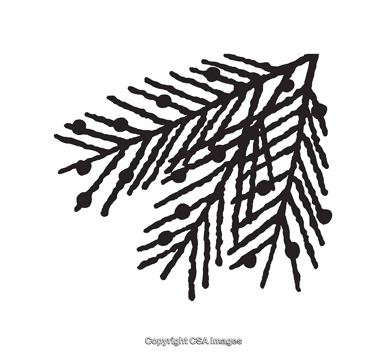 Black and White Line Art Illustration of Botanical Pine Branch