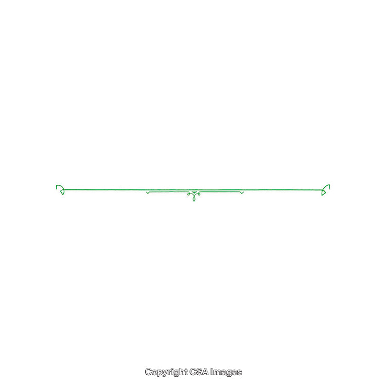 Minimalist Green Decorative Divider Line with Ornamental Design on White Background